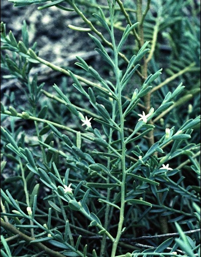 Olax Species