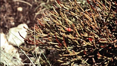 Exocarpos Species, Alpine Native Cherry, Mountain Native Cherry