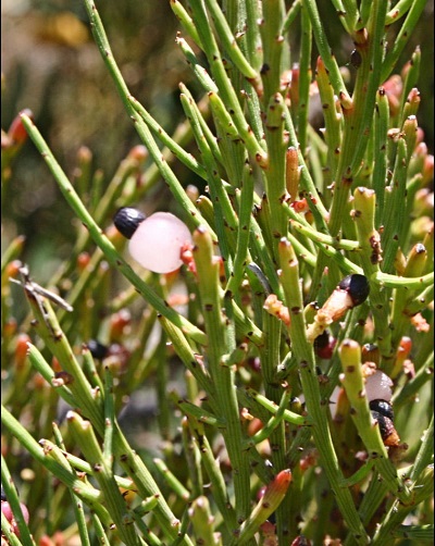 Exocarpos Species, Coast Ballart