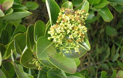 Santalum Species, Hawaiian Sandalwood, Iliahi, Mountain Sandalwood