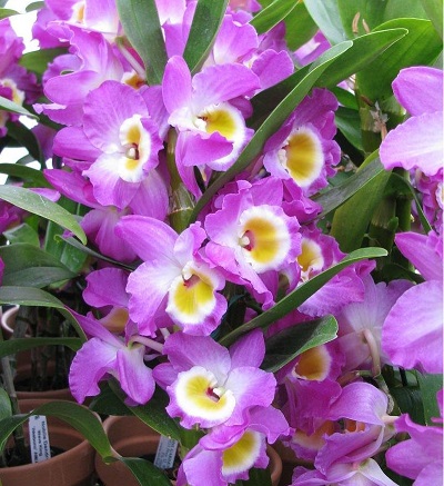 Orchid, Dendrobium Upin Red