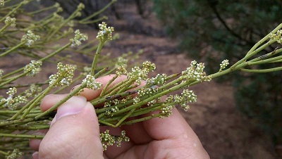Leptomeria Species