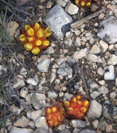Cytinus Species, Rockrose