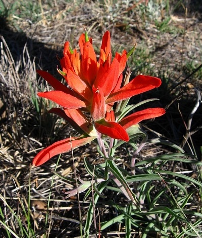 Castilleja Species, Wholeleaf Indian Paintbrush