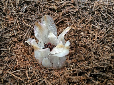 Species Orchid, Rhizanthella, Western Underground Orchid