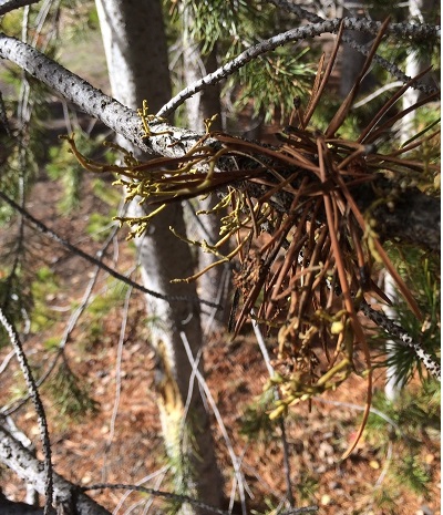 Lodgepole Pine Dwarf Mistletoe, American Dwarf Mistletoe