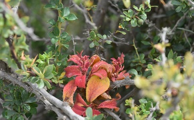Puccinia Species
