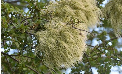 Misodendrum Species