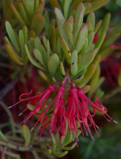 Amyema Species, Tea-Tree Mistletoe