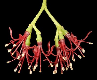 Amyema Species, Mistletoe