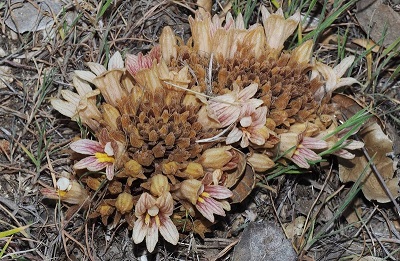 Aphyllon Subspecies California Broomrape