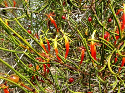 Lysiana Species, Casuarina Mistletoe