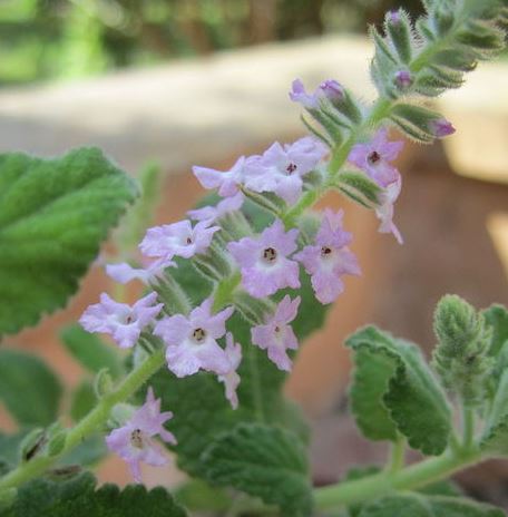 Aloysia Species, Mint Verbena, Woolly Beebrush, Woolly Bee Bush