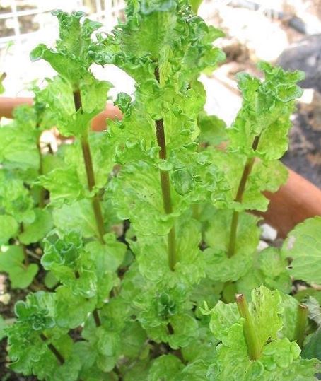 Spearmint, English Mint Crispa