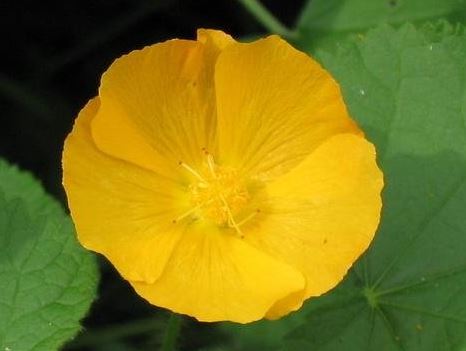 Abutilon Species, Indian Abutilon, Indian Mallow, Malbas