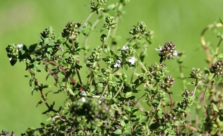 French Thyme Narrow-leaf French