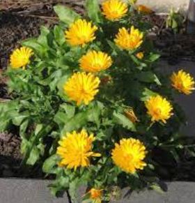 Calendula, English Marigold, Pot Marigold Citrus Cocktail