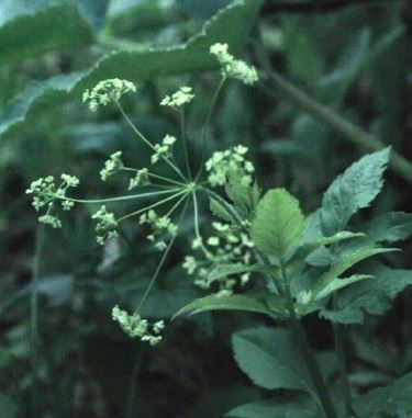 Western Sweet Cicely