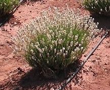 Lavandula, English Lavender Melissa
