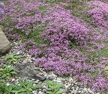 Thymus, Creeping Thyme, Mother-of-Thyme, Wild Thyme Coccineus Group