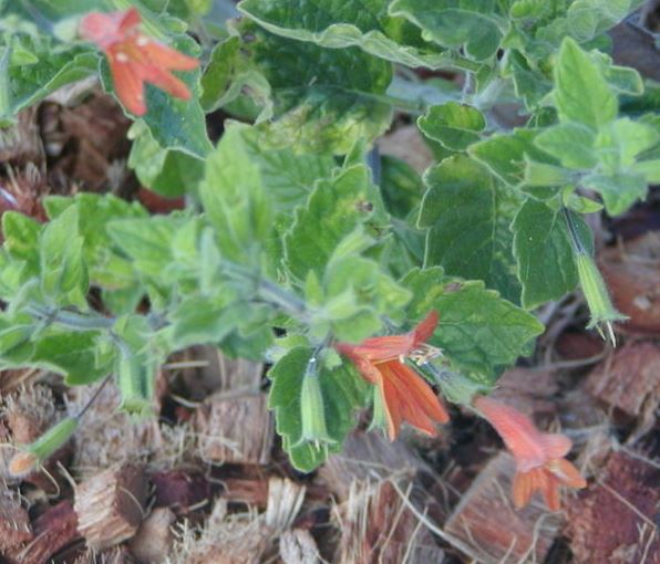 Clinopodium Species, Monkeyflower Savory