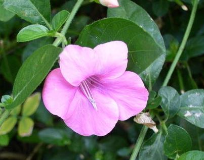 Barleria, Red Barleria Rosea