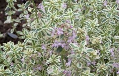 English Thyme, Common Thyme Silver Posie