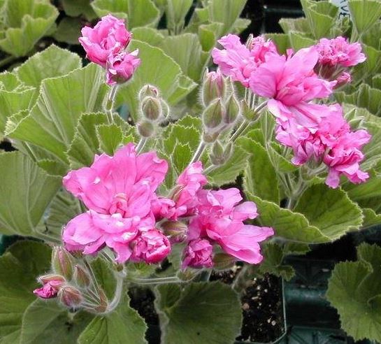 Hooded-leaf Pelargonium, Tree Pelargonium, Wilde Malva Spanish Lavender