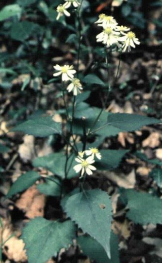 Doellingeria Species, Shirayamagiku Aster