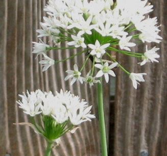 Allium Species, Fraser Meadow Garlic, Wild Onion