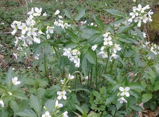 Cardamine Species, Bittercress, Waldstein’s Toothwort