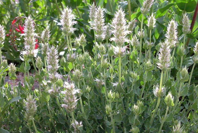 Agastache Species, Cusicks Horse-Mint, Anise Hyssop