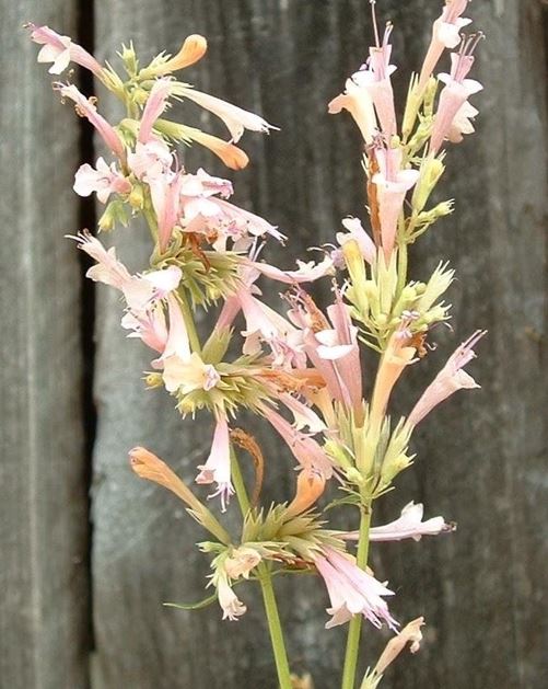 Agastache, Giant Hyssop, Mexican Hyssop Champagne