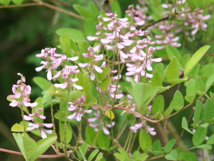 Indigofera Species, Pink-Flower Indigo