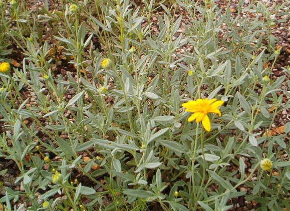 Desert Bahia, Silverleaf Bahia, Hairyleaf Bahia