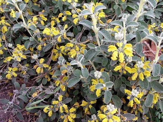 Phlomis Species, Jerusalem Sage, Woolly Jerusalem Sage