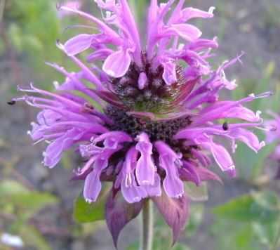 Monarda, Bee Balm, Beebalm Mohawk