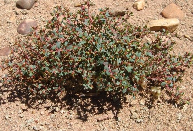 Euphorbia Species, Bristlecup Sandmat