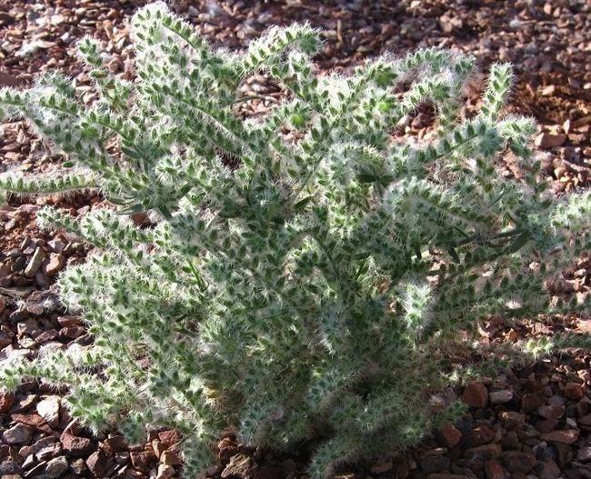 Cryptantha Species, Thicksepal Cryptantha