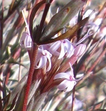 Bigelows Bristlehead