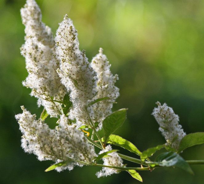Iresine Species, Bloodleaf, Judas Bush