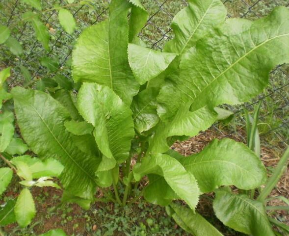 Armoracia, Horseradish Big Top