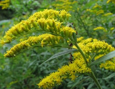 Solidago Species, Common Wrinkle-leaved Goldenrod, Rough Goldenrod, Wrinkleleaf Goldenrod