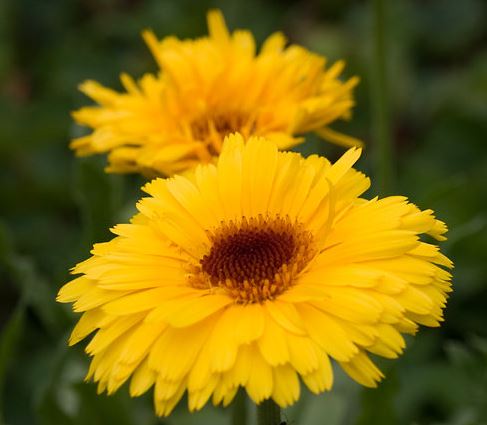 Calendula, English Marigold, Pot Marigold Kablouna Mix