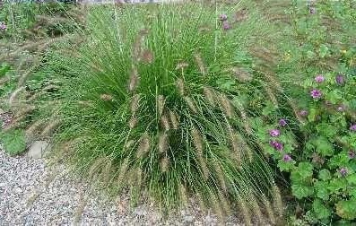 Ornamental grass Weserbergland