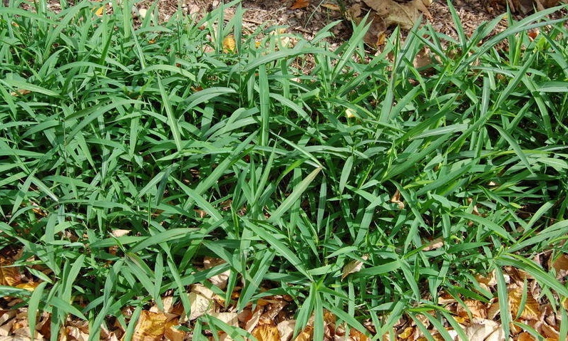 Graybeard Grass, Frost Grass