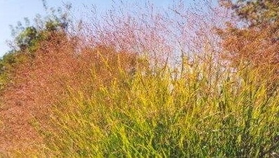 Switch Grass, Wand Panic Grass Rehbraun