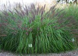 Fountain Grass National Arboretum