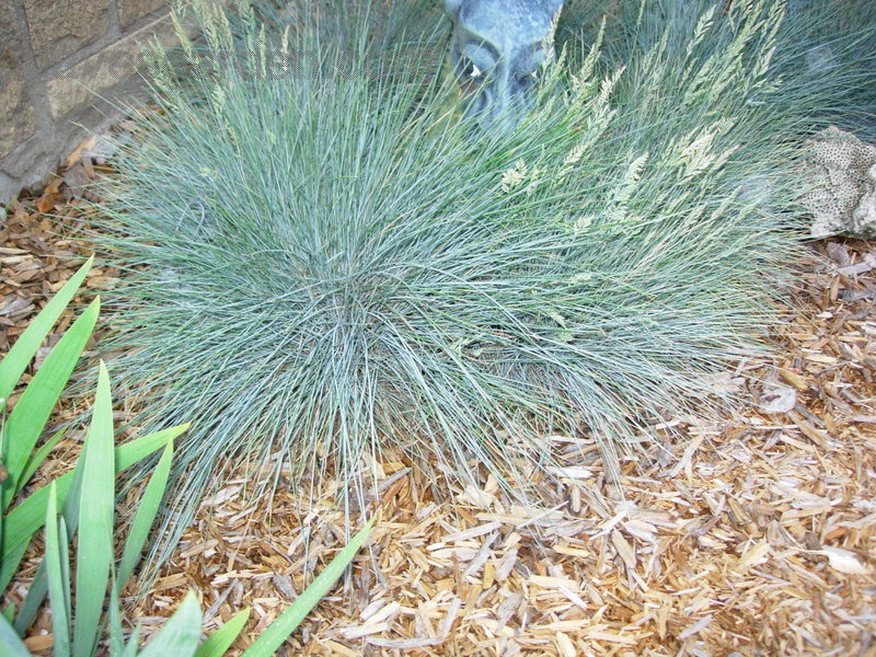 Festuca, Blue Fescue Sea Urchin