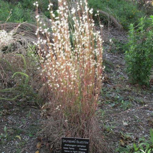 Split-Beard Broomsedge
